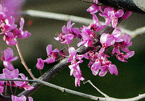 13248070085_0f923eefd6_o