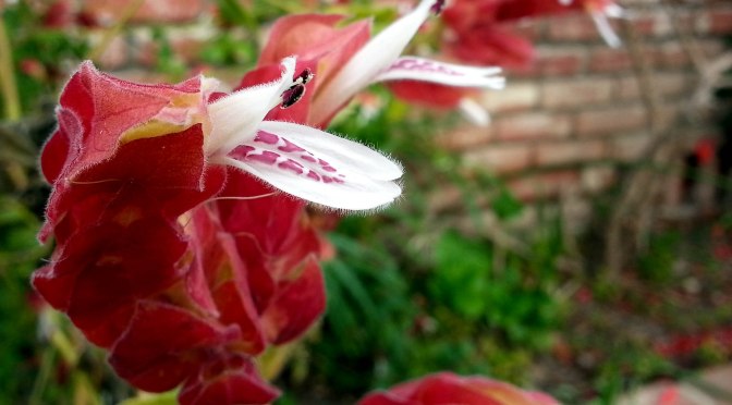 Just Some Snapshots 3