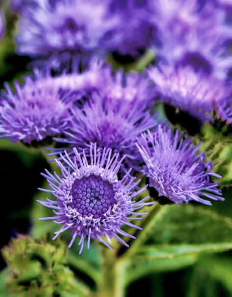 14415515975_a6e3b25dec_o