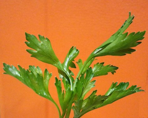 parsley
