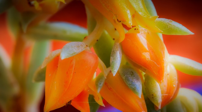 Just Some Snapshots #14