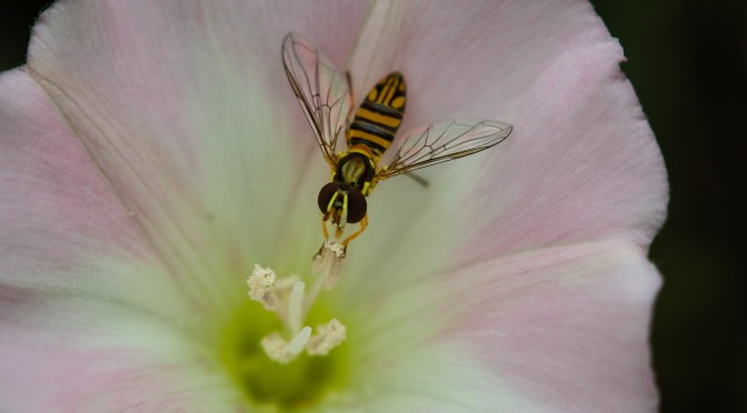 Just Some Snapshots #15