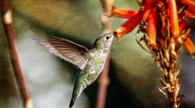 Just Some Snapshots 16