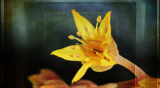 Just Some Snapshots 19